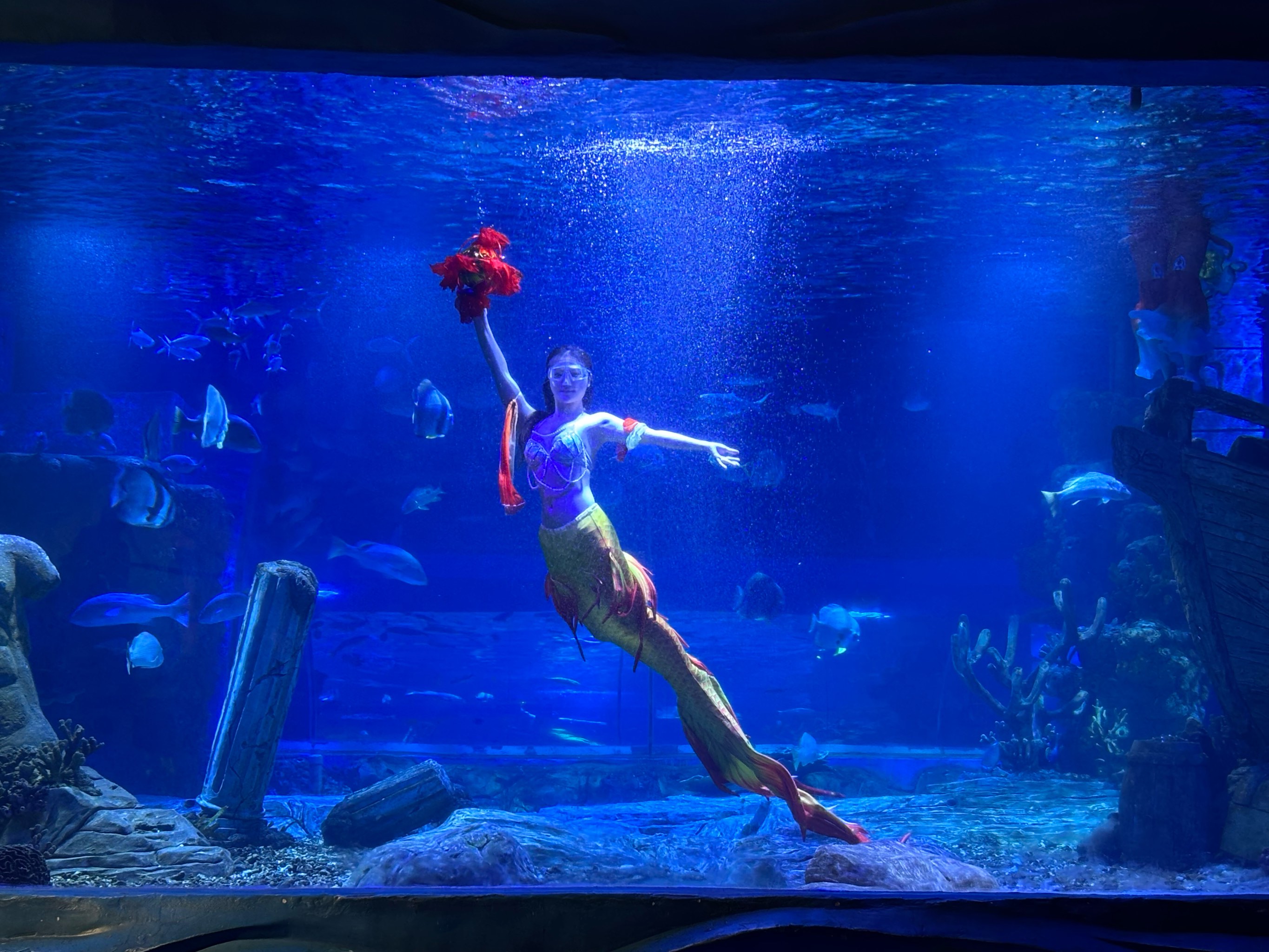 特色海域潜水乐园，探索海底奇观的神秘之门的简单介绍