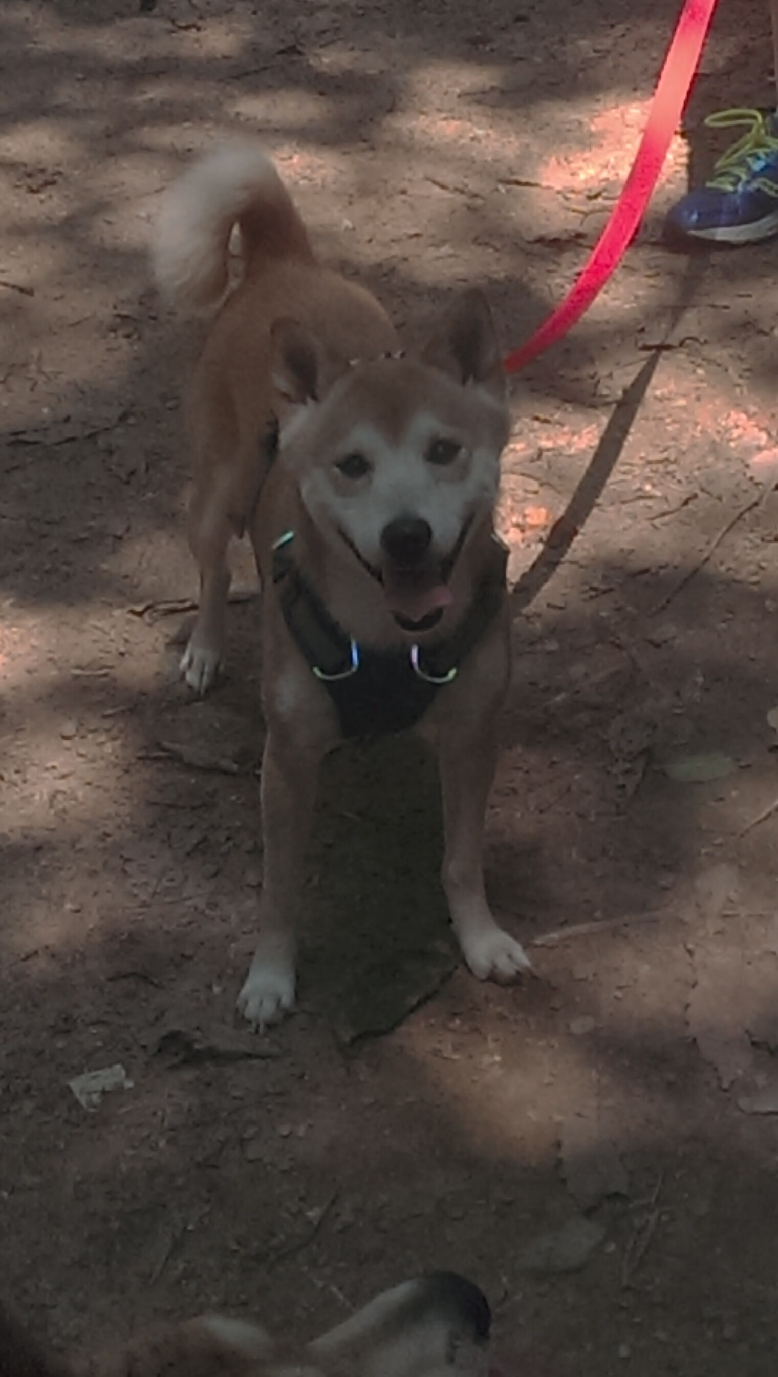 NBA常规赛季后赛席位争夺激烈,nba常规赛季后赛区别