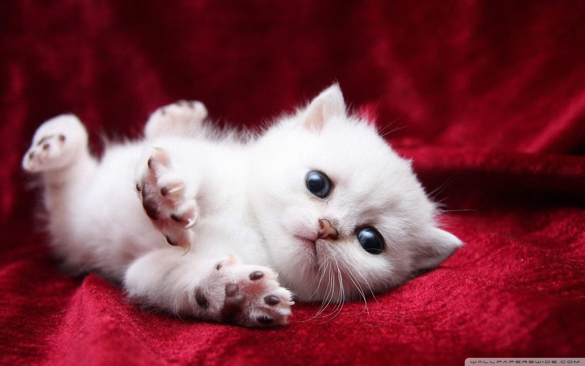 爱游戏娱乐平台-NBA年度最佳新秀投票即将开始，你支持谁？，2021年nba最佳新秀排行