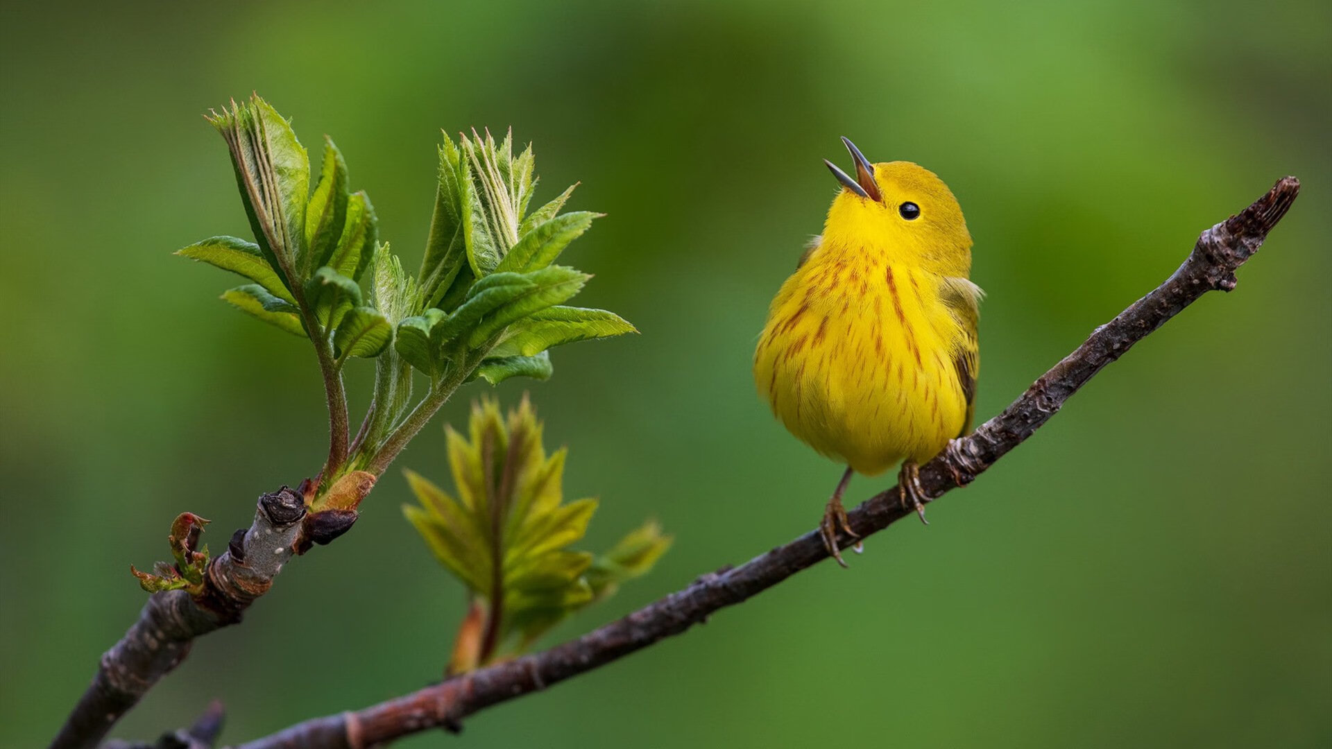 爱游戏娱乐网址-电竞直播平台推出新AI解说，提升观赛体验，电竞直播介绍
