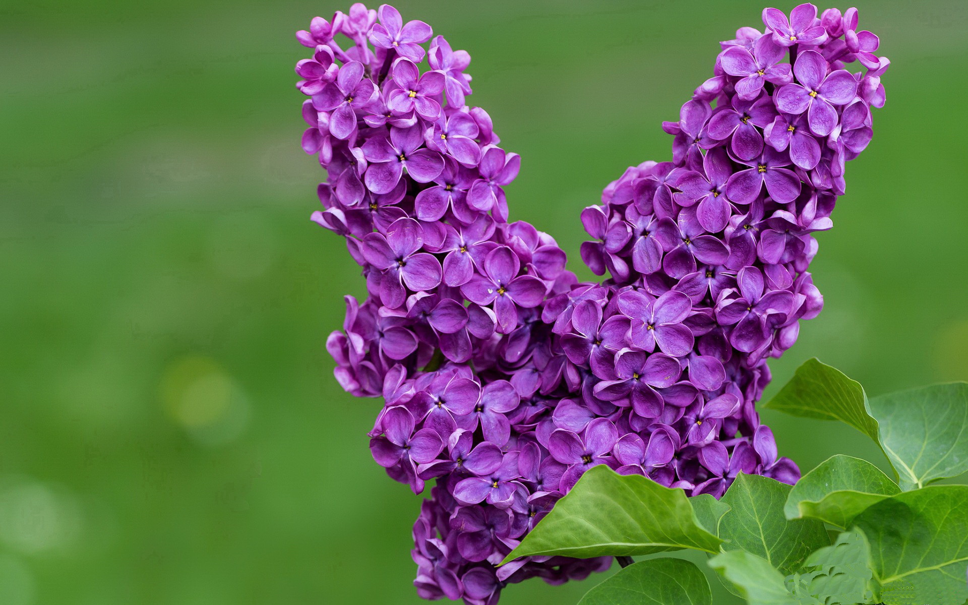 里昂青训再获佳绩,迎来未来新希望,里昂集锦