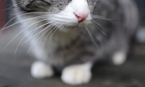 高校校园足球赛事精彩纷呈，激发学生足球热情，大学生校园足球