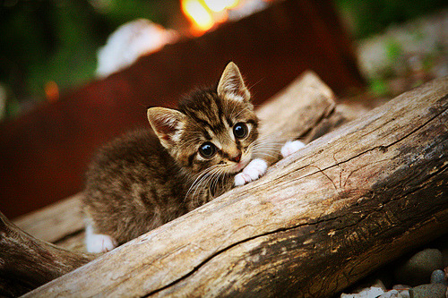 TL迎战LCK劲旅预演激烈,lckt1比赛视频2021