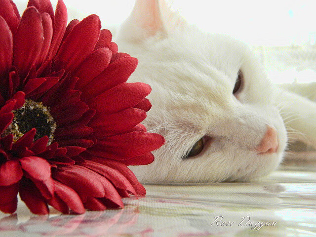 利物浦旧将接近签约多特蒙德，激烈角逐，利物浦和多特