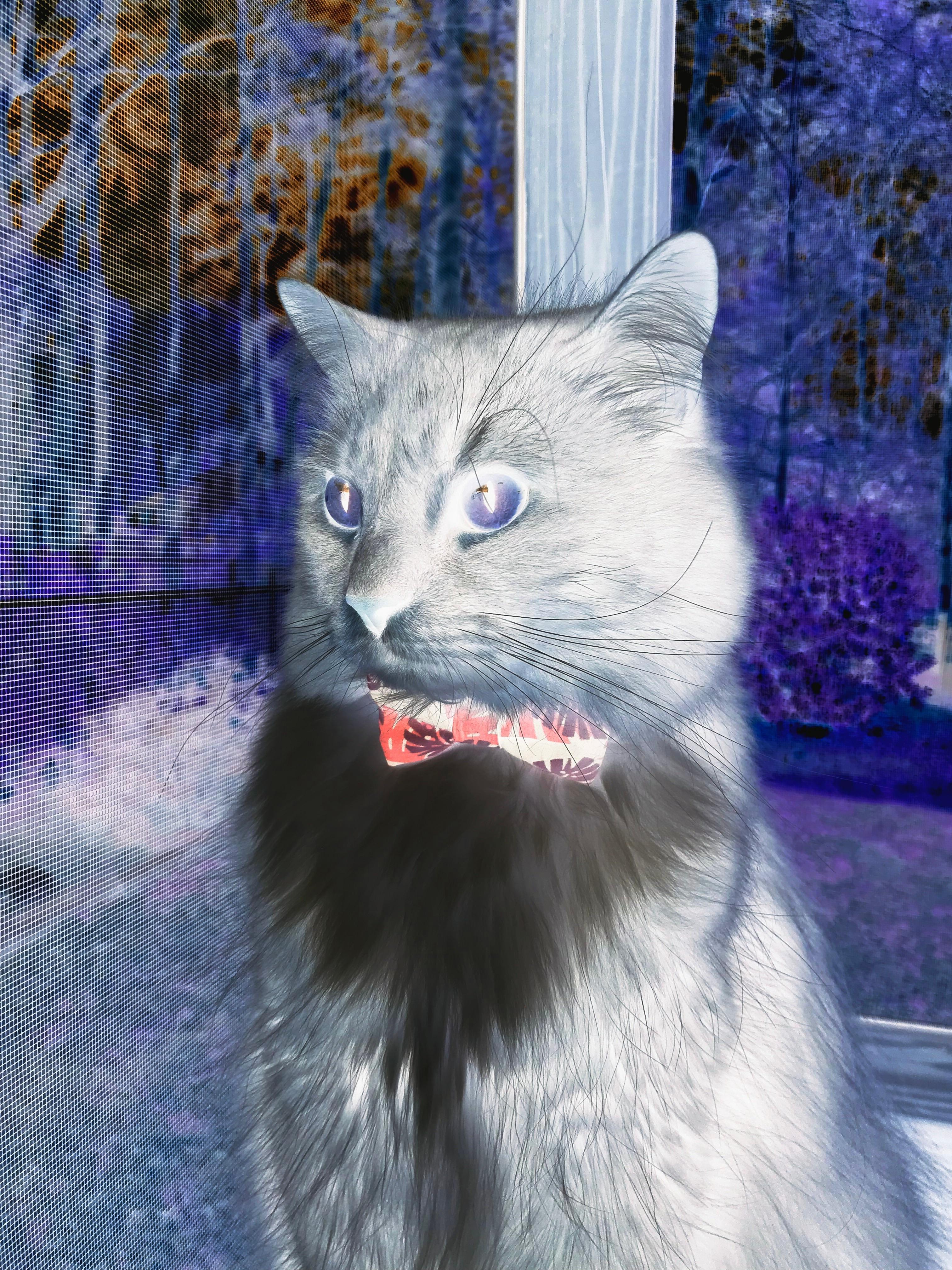 安德烈·贝洛蒂双响炮,拉齐奥击败乌迪内斯,安德烈贝罗蒂