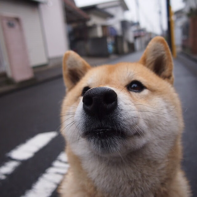 爱游戏app-瑞典战队 NiP 在 Flashpoint 中获得冠军，瑞典队员