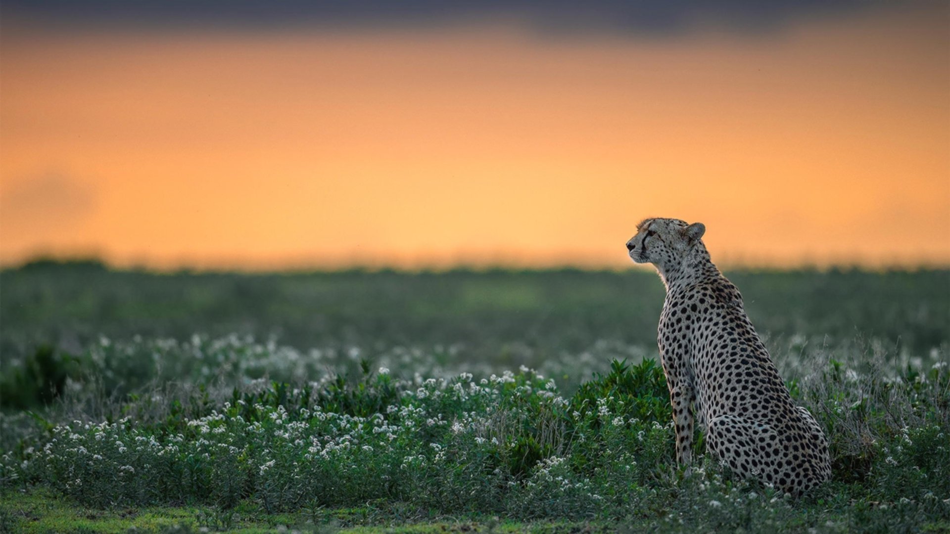 爱游戏平台-韩国女足队血战到底，惜败于对手，韩国女足2021