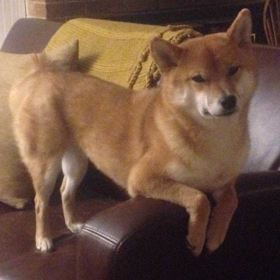 中国足球高节奏对抗中失误类型统计,足球重大失误