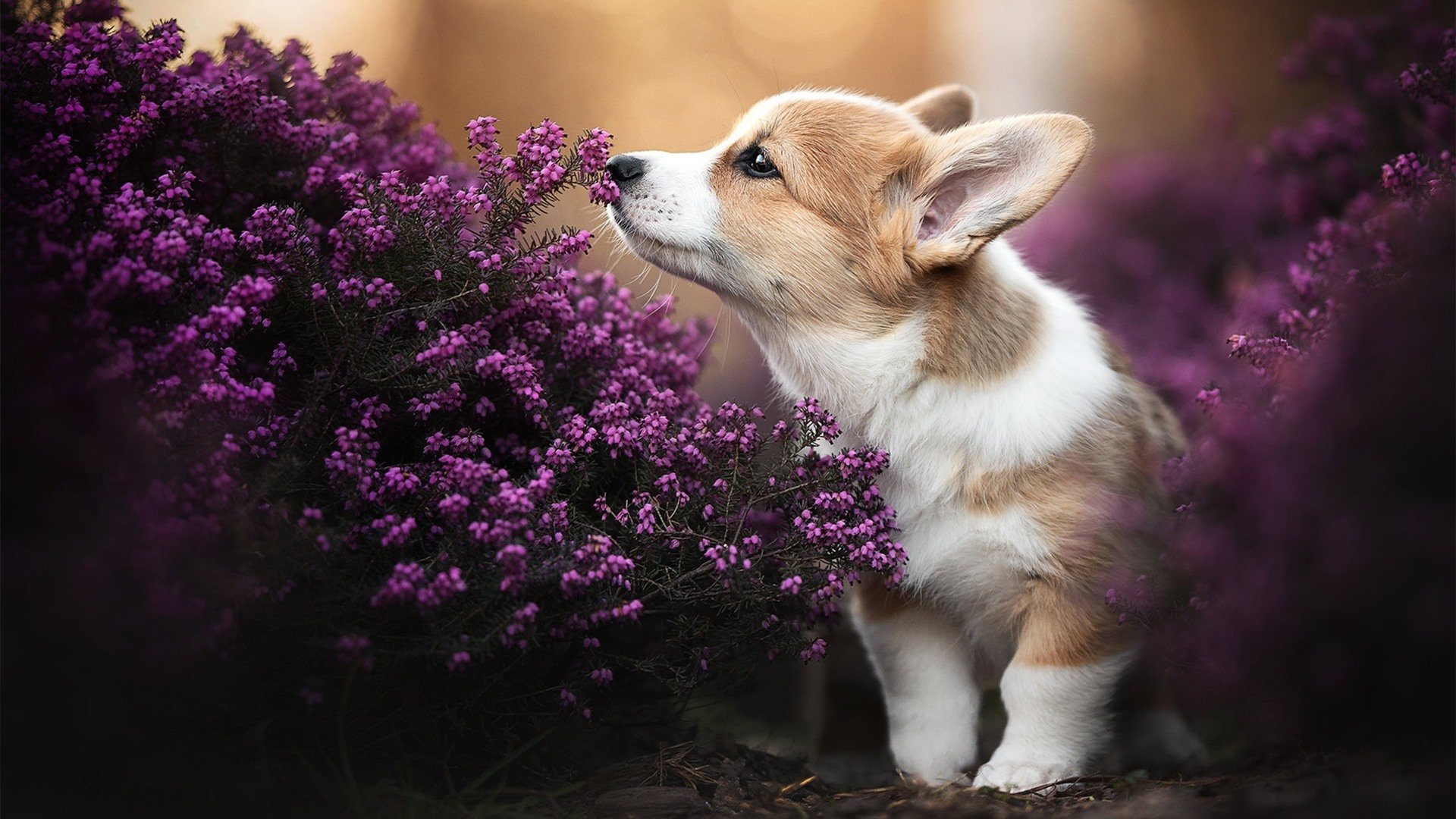 全国青少年轮滑锦标赛激情上演,全国青少年轮滑球巡回赛