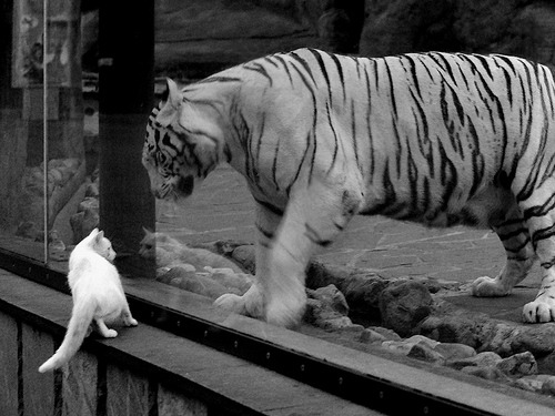 篮球运动员比赛焦虑管理与干预方法,篮球比赛运动员注意事项