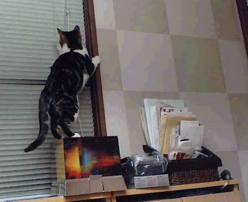 英超比赛中裁判语调与非语言行为对球员情绪波动的影响，用语言或行为对裁判员