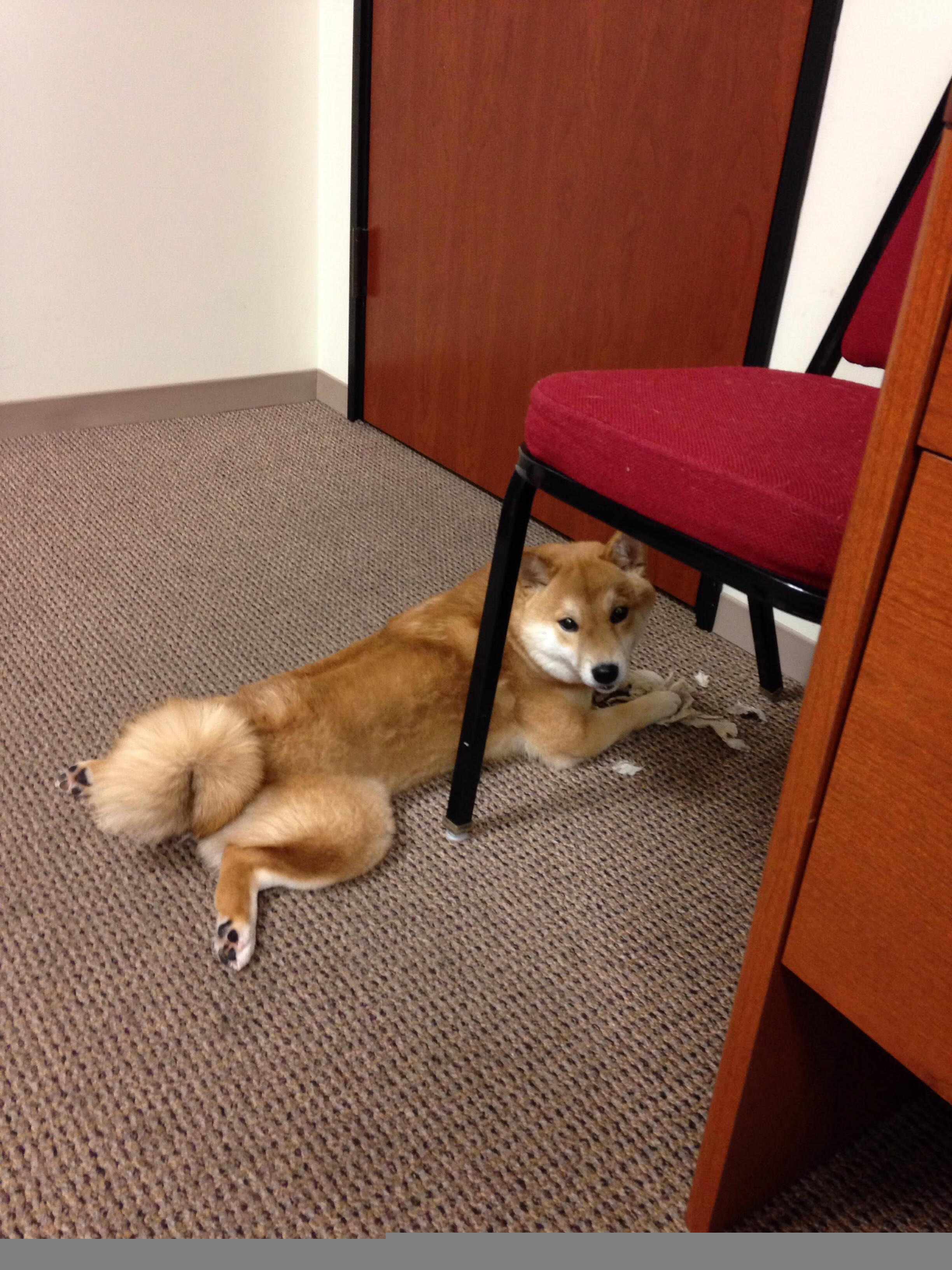 青少年体适能教学标准执行效果调查，青少年体适能教学大纲