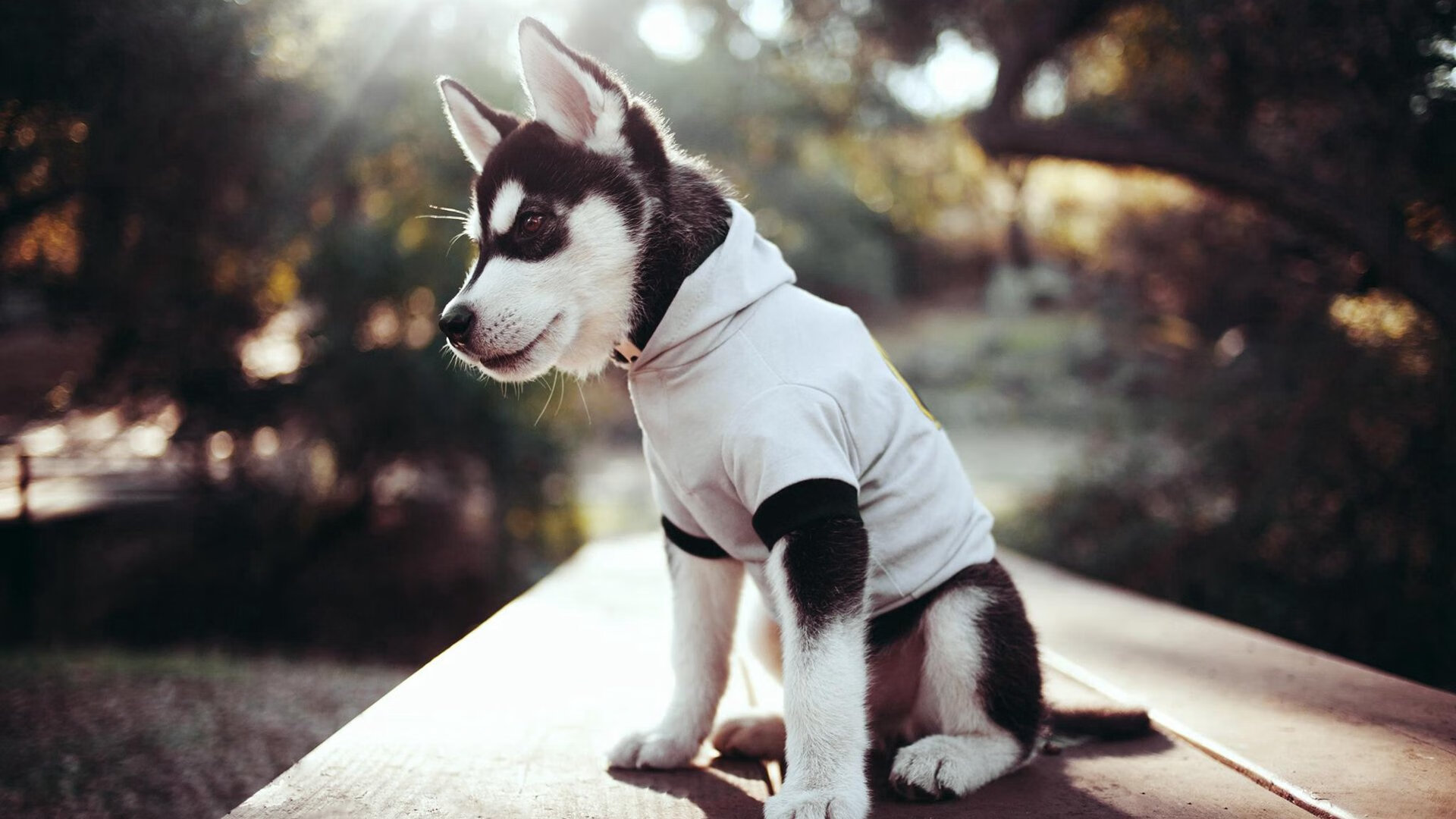 爱游戏体育app-高校体育师资队伍建设与专业发展研究，高校体育师资队伍建设与专业发展研究论文