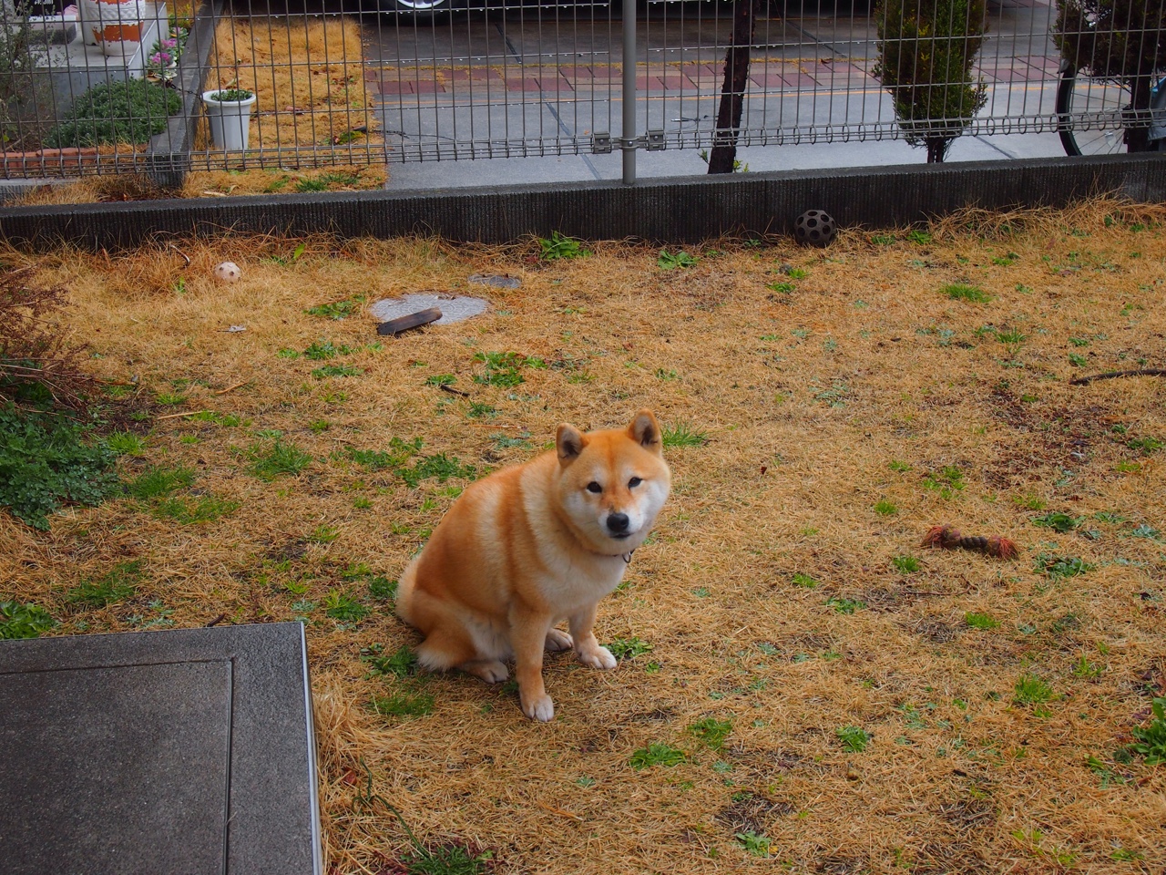 埃及赛制解析:如何在全球竞争中增强本土优势,埃及的比赛